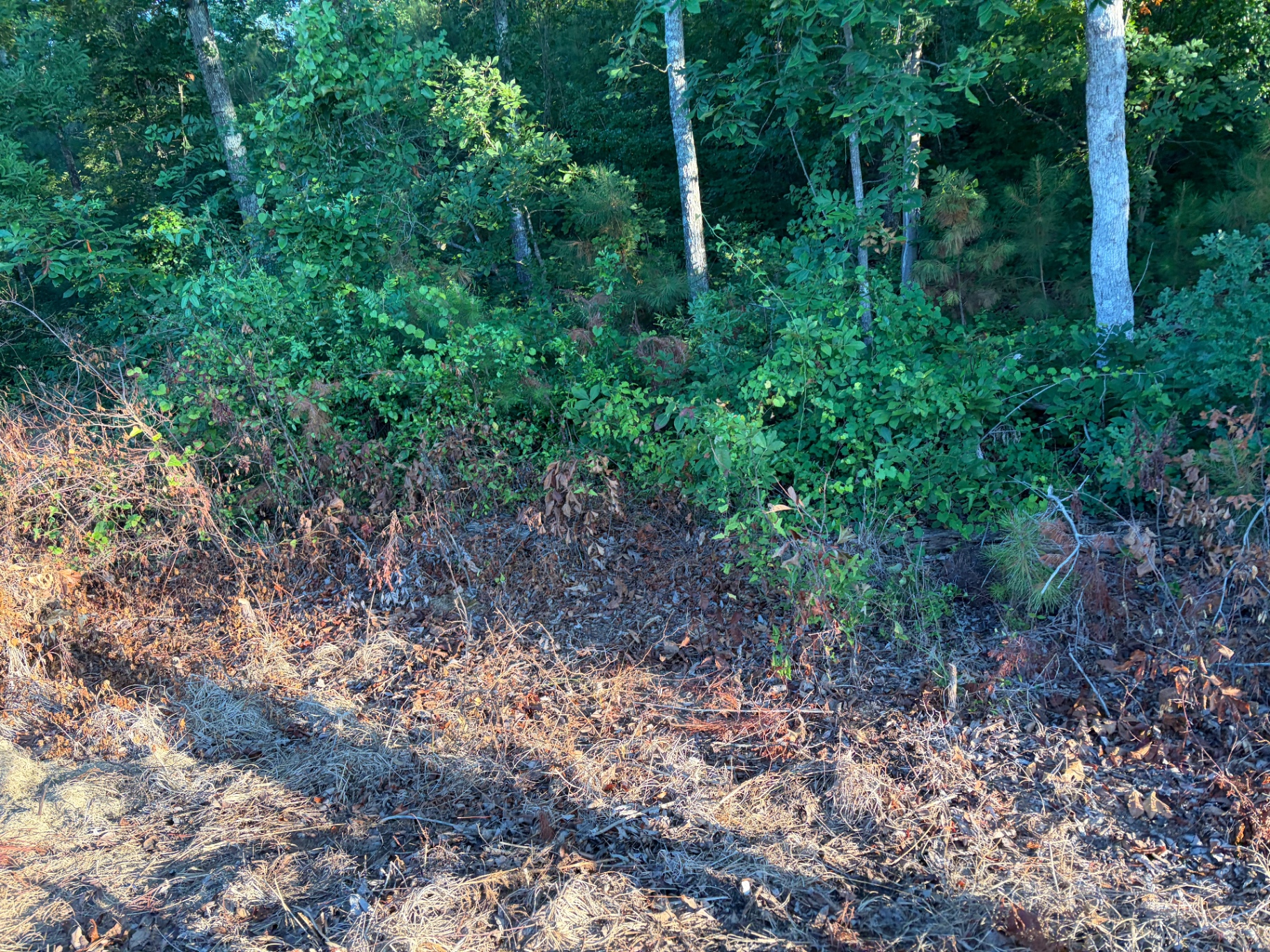 Overgrown brush before clearing by RC Landscaping — job 2