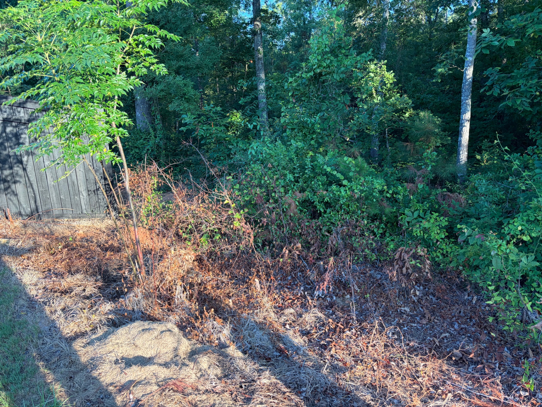 Overgrown brush before clearing by RC Landscaping — job 1