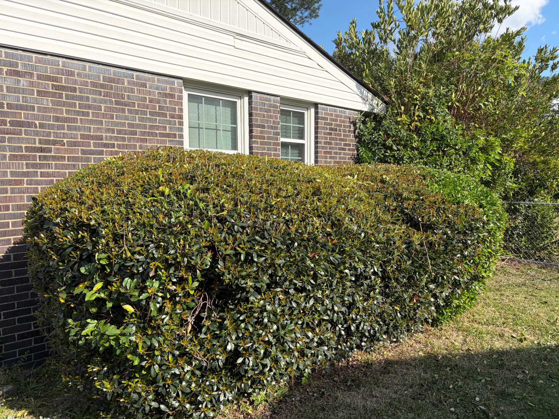 Hedge and shrubbery trimming by RC Landscaping — job 3