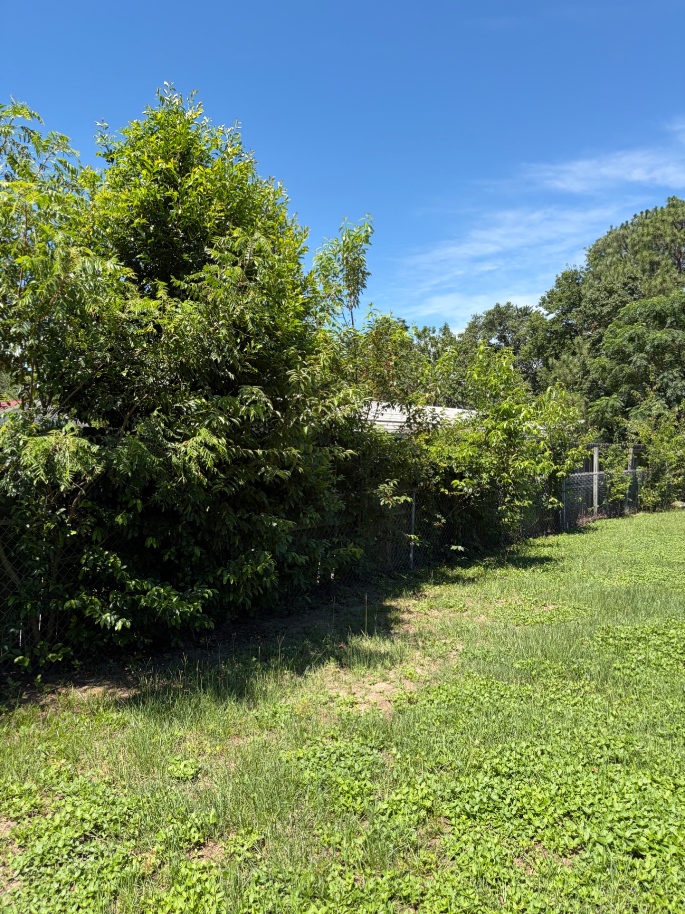 Tree before removal by RC Landscaping — job 1