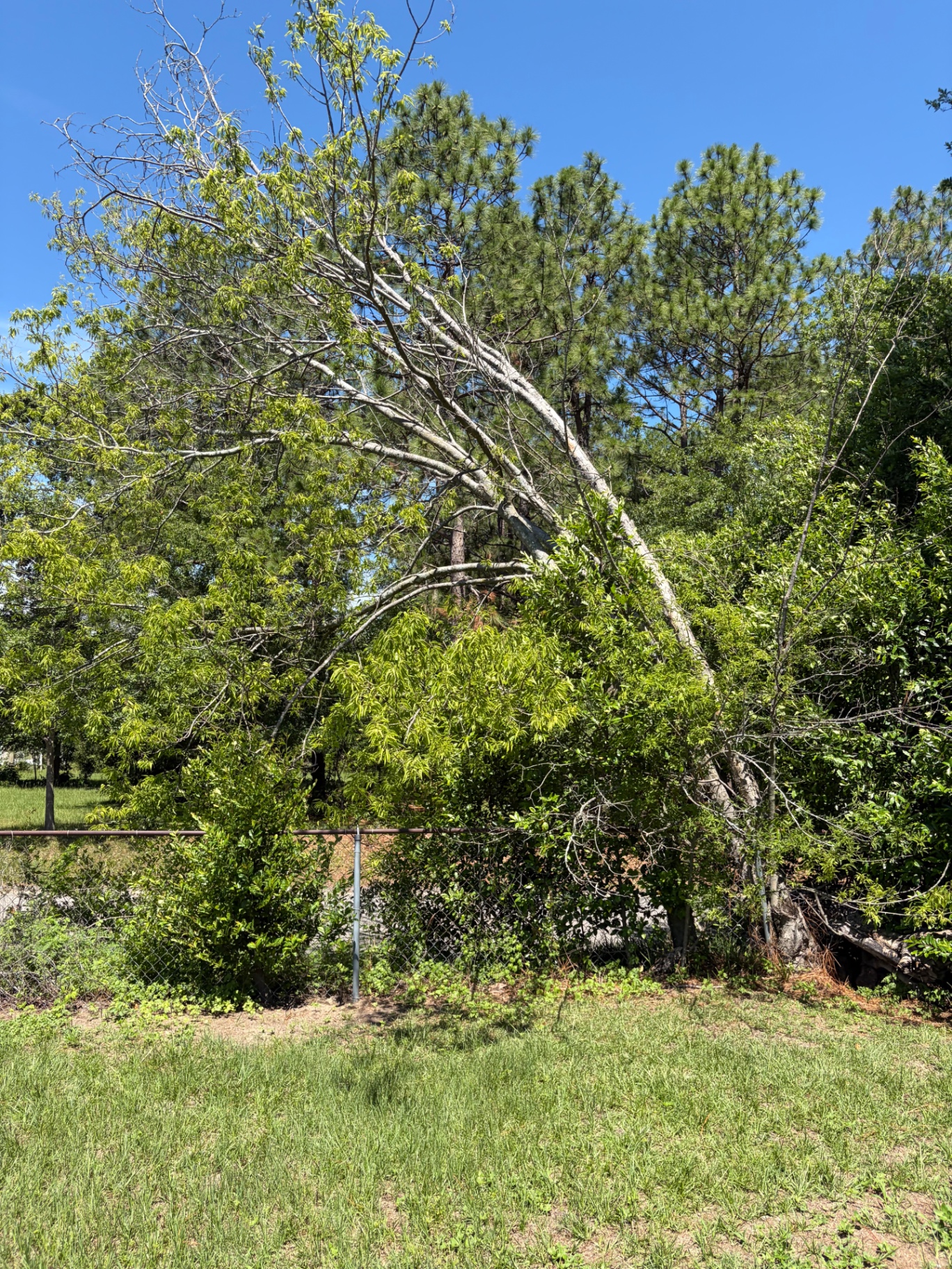 Tree before removal by RC Landscaping — job 2