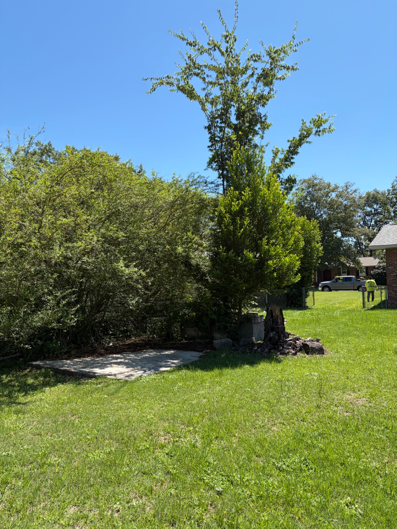 Tree before removal by RC Landscaping — job 3